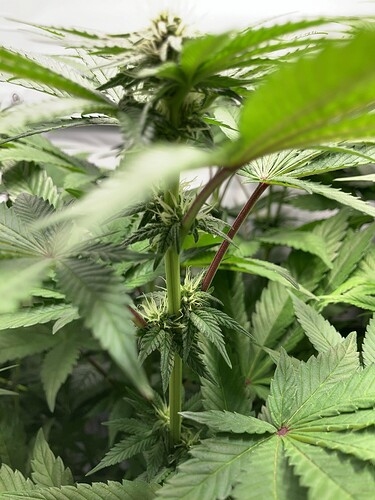 Growreport Bild 3
