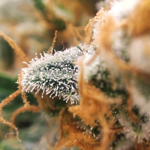 Growreport Bild 66
