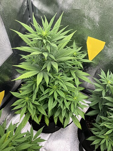 Growreport Bild 7