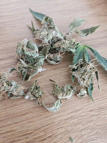 Growreport Bild 4