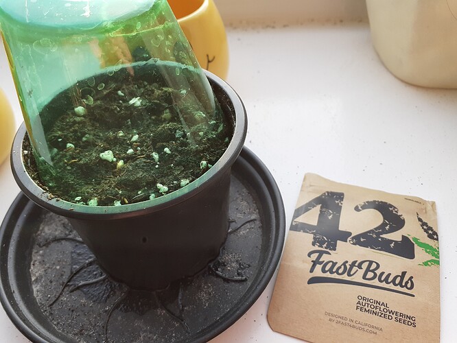 Growreport Bild 163