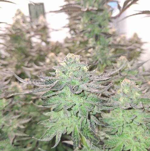 481012690_122169368798293599_8076626886125983185_n