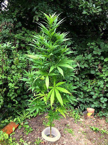 Grow26_0912_14_EU