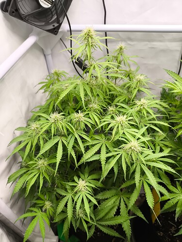 Growreport Bild 37