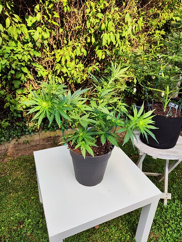Growreport Bild 25