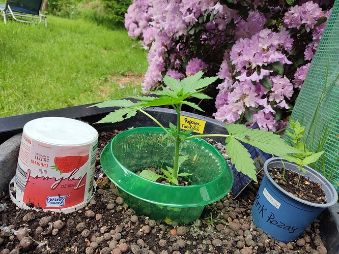 Growreport Bild 4