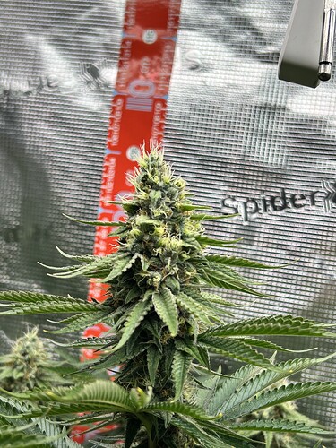 Nahaufnahme eines Cannabis-Buds in der Blütephase vor einer reflektierenden Growbox-Wand.