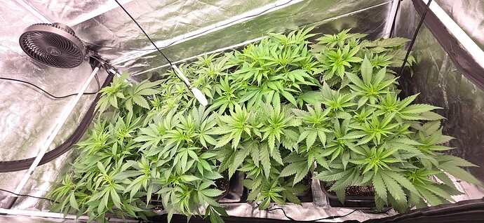 Growreport Bild 37
