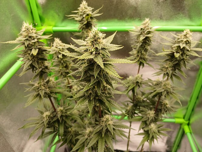 Growreport Bild 16