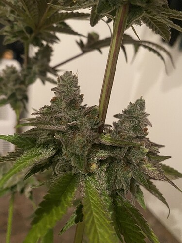 Growreport Bild 6