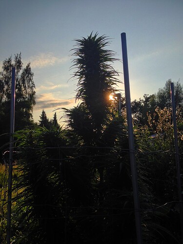 Growreport Bild 27