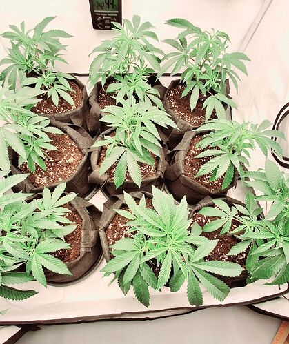 Growreport Bild 8