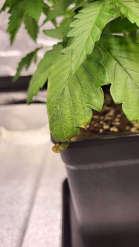 Growreport Bild 31