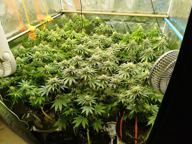 Growreport Bild 2