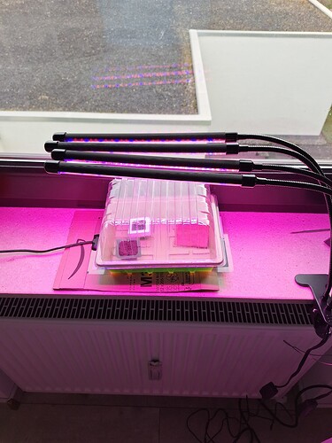 Growreport Bild 4