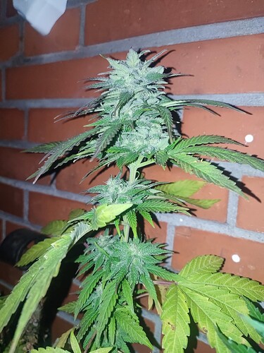Growreport Bild 58