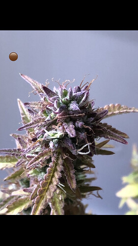 Growreport Bild 21