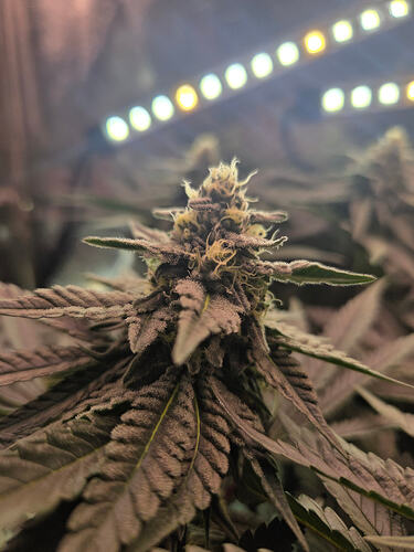 Nahaufnahme eines Cannabis-Buds in der Blütephase unter LED-Beleuchtung.