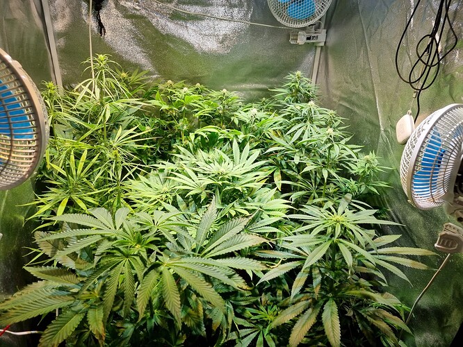 Mehrere Cannabis-Pflanzen in einem Zelt, einige zeigen Anzeichen von Nährstoffmangel, mit Ventilatoren zur Belüftung.
