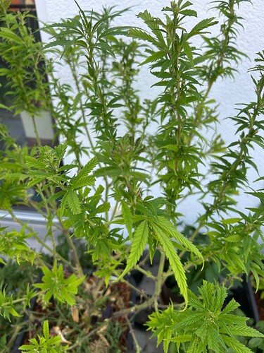 Growreport Bild 2