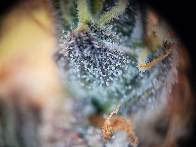Growreport Bild 9