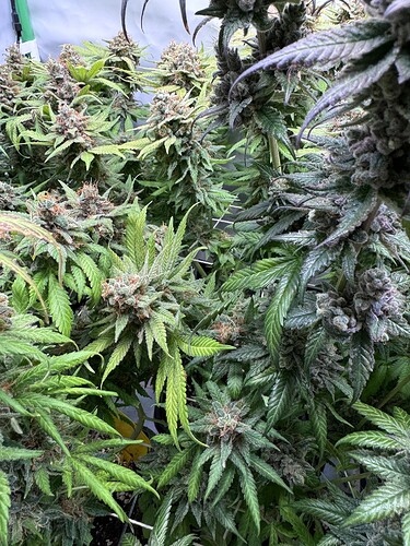 Growreport Bild 23