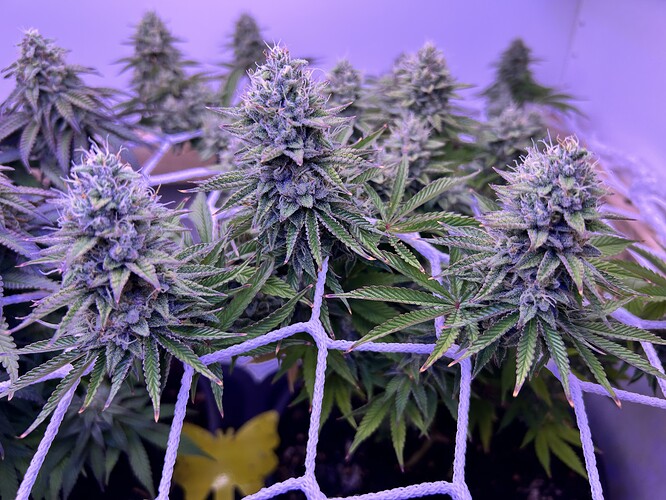 Nahaufnahme von blühenden Cannabis-Pflanzen in einem Grow-Zelt, die durch ein Scrog-Netz gestützt werden.