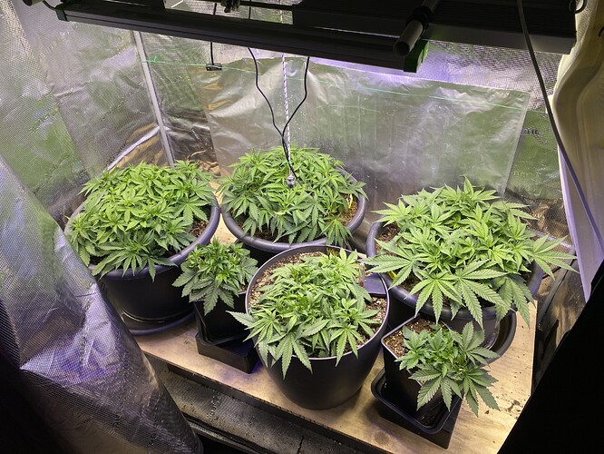 Growreport Bild 49