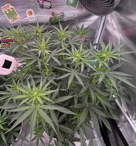 Growreport Bild 33