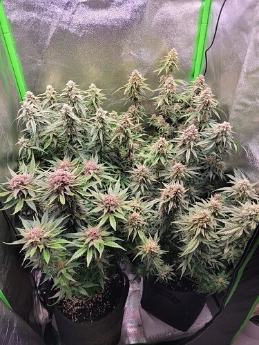 Growreport Bild 13