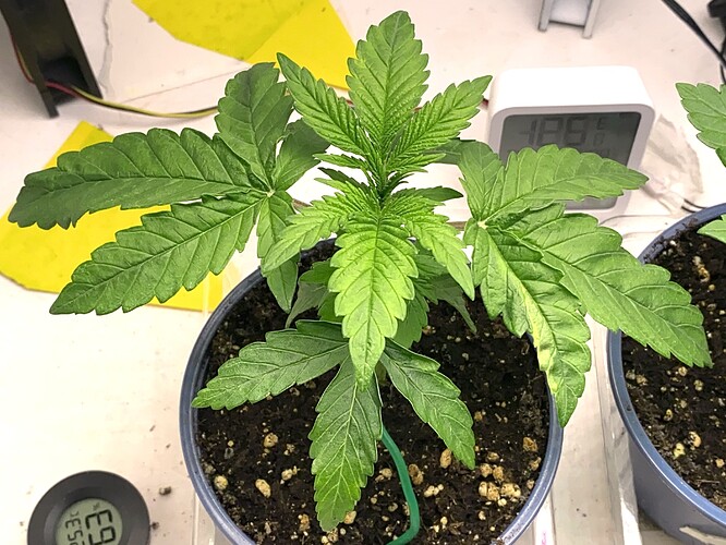 Growreport Bild 14