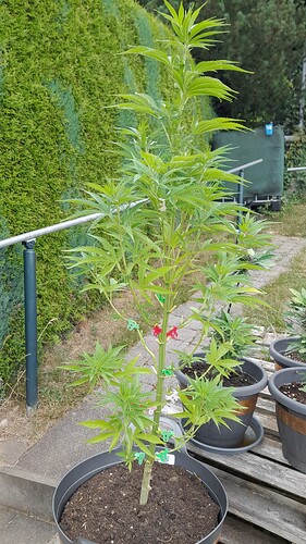 Growreport Bild 26