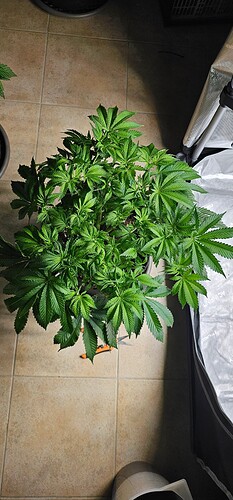 Growreport Bild 6