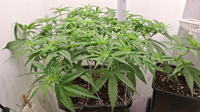 Growreport Bild 200