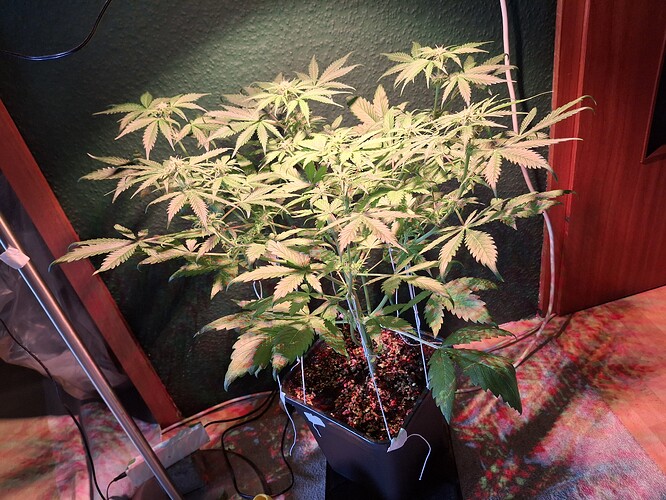 Growreport Bild 7