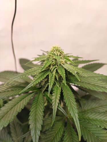 Growreport Bild 5