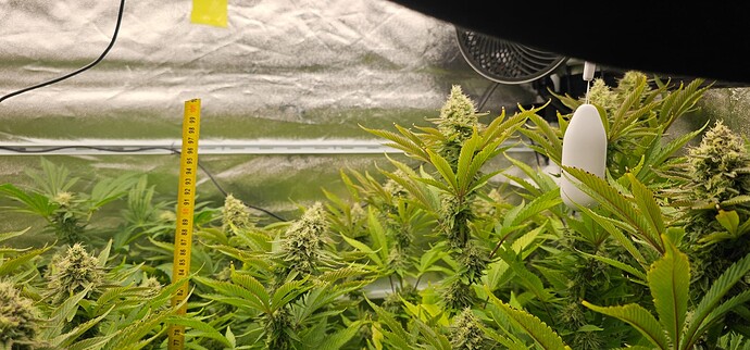 Growreport Bild 29