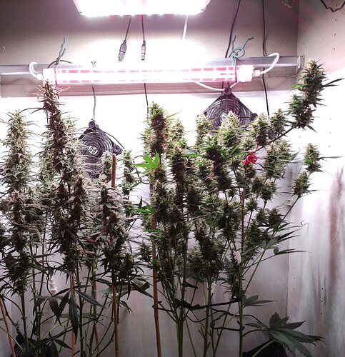 Growreport Bild 23