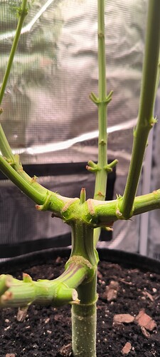 Growreport Bild 1