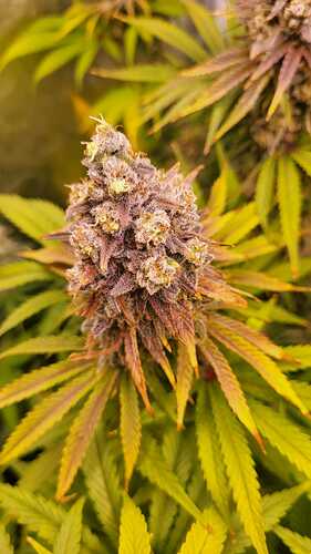 Growreport Bild 34