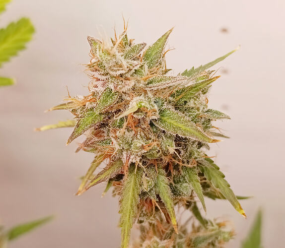 Growreport Bild 18