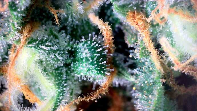 Growreport Bild 30