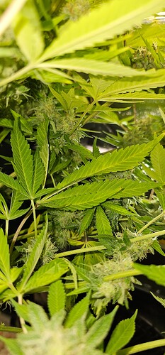 Growreport Bild 34