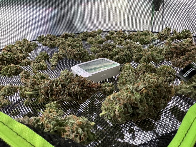 Growreport Bild 31