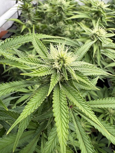 Growreport Bild 19
