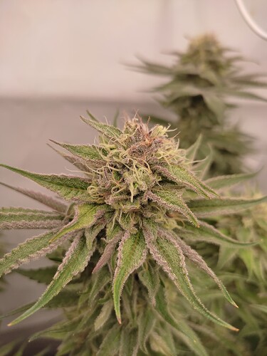 Growreport Bild 39