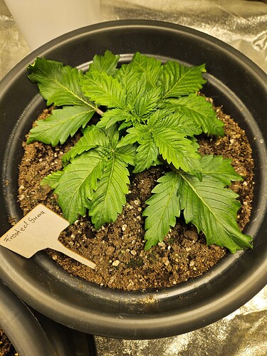 Growreport Bild 15