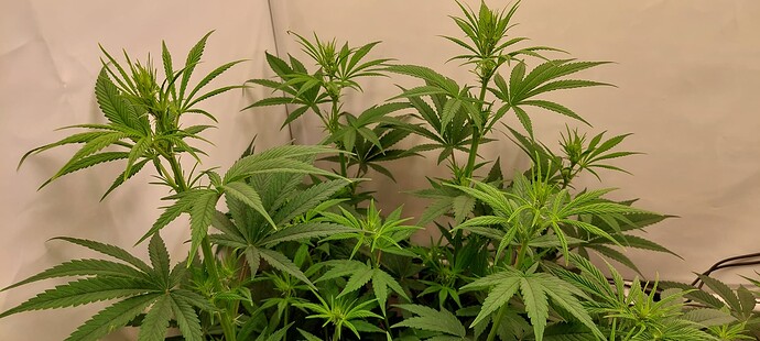 Growreport Bild 7