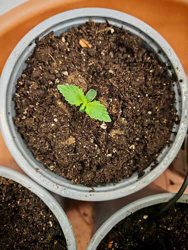 Growreport Bild 1