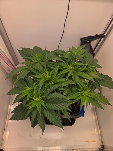 Growreport Bild 3